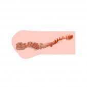 Мастурбатор-вагина Monica без вибрации - KOKOS - в Красногорске купить с доставкой